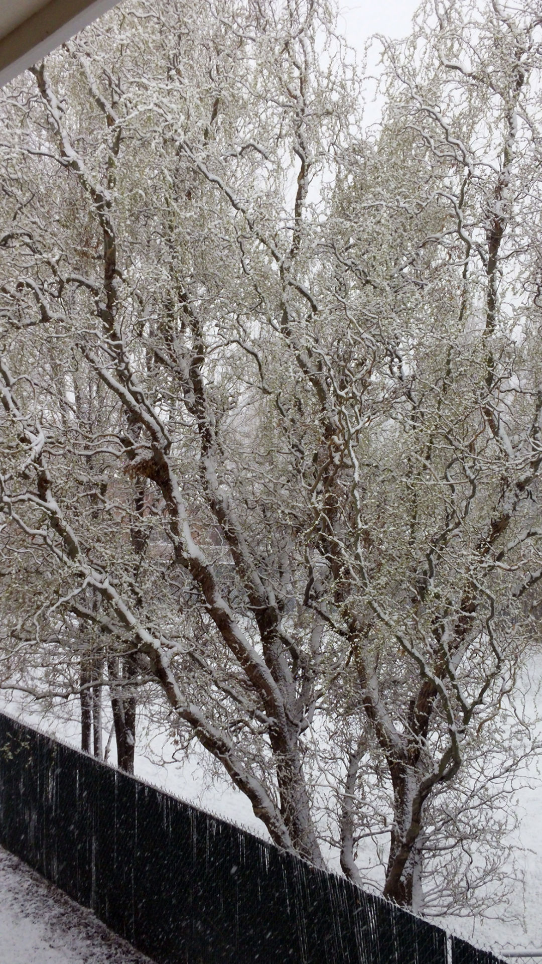 Spring snow